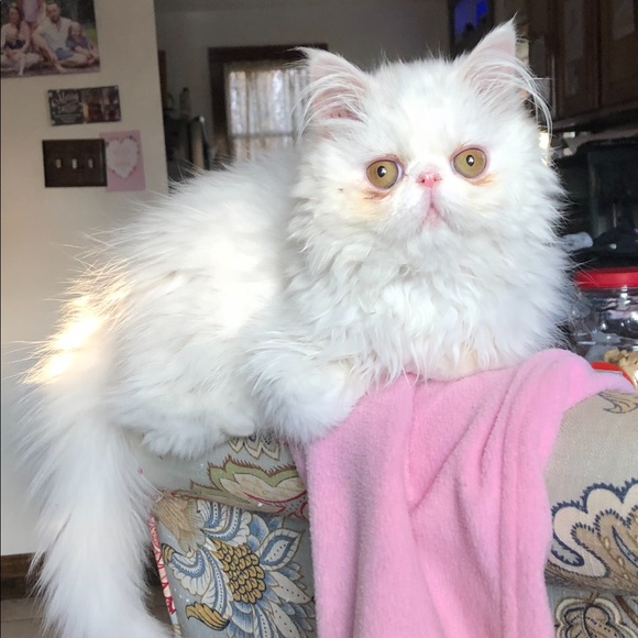 Meet your Posher, Lisa - Picture 2 of 7